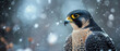 Banner of a peregrine falcon in Winter with blurred background 