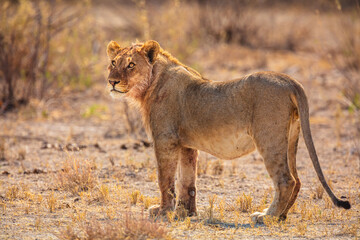 Wall Mural - Portrait of a young male Lion in Etosha National Park, Namibia