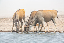 Three Eland Antelopes (Taurotragus Oryx) Drinking From A Waterhole During A Sandstorm In Etosha National Park, Namibia
