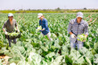 © JackF - Plantation workers picking ripe cauliflowers on vegetable field.