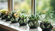 Potted cactus succulent in modern pots on window sill