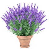 Fototapeta Lawenda - lavender flowers in a vase isolated on transparent background