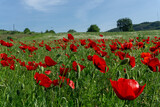 Fototapeta Natura - Wild Bright red poppy flowers, green meadow.  Summer poppy field on a sunny day.