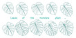 © cofficevit - leaves of monstera plant. Ornamental plants in line art on a white background. Tropical plants that are popularly used as decorations for their beauty.