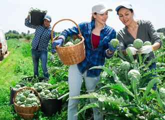 Wall Mural - Asian and caucasian women talking about work while harvesting artichokes on vegetable field. Man carrying bucket on shoulder in background.