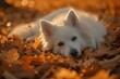 American Eskimo Dog is laying on the surface of some leaves