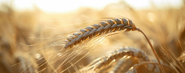 Close Up of a Wheat Plant in a Field