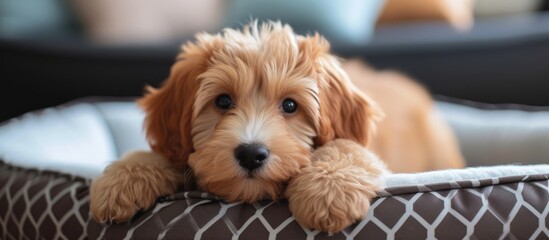 Canvas Print - A fawn-colored puppy, a toy dog breed, lies in a dog bed, gazing at the camera with its liver-colored snout. Terrier, a carnivorous terrestrial companion animal.