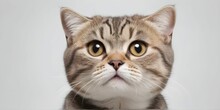 A Close-up View Shows A Young Cat Looking Up, Standing Out Against A White Background