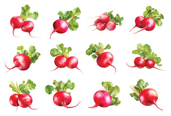 Wall Mural - Radish vector set isolated on white background