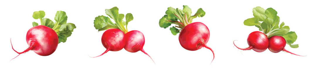 Wall Mural - Radish vector set isolated on white background