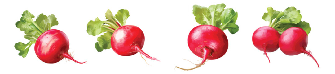 Sticker - Radish vector set isolated on white background