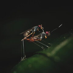 Wall Mural - superfamily nerioidea a member of acalyptrate flies zoosubsection acalyptratae