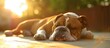A carnivorous fawn-colored bulldog, a dog breed, lies on the grassy ground under the warm sun, enjoying its time as a terrestrial animal.