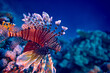 The beauty of the underwater world - The red lionfish (Pterois volitans) is a venomous coral reef fish in the family Scorpaenidae, order Scorpaeniformes - scuba diving in the Red Sea, Egypt