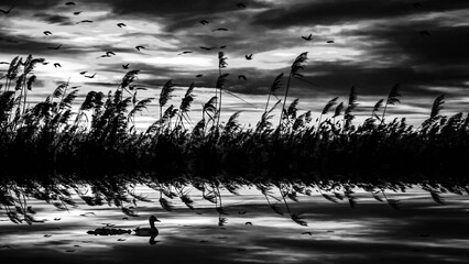 Wall Mural - Lake and flying birds. Black white wildlife photography.  