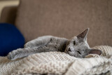 Fototapeta Sawanna - A cute russian blue cat