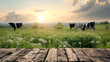 Cows grazing on a meadow at sunset. Selective focus