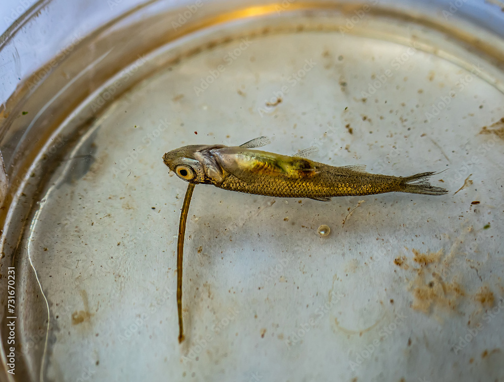 Scolecology. Fish leech (Piscicola geometra, Piscicolidae, Annelida ...