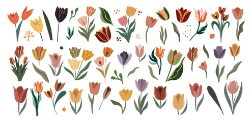 Wall Mural - Set of hand drawn tulip flowers design elements, leaves. April birth month flowers. Contemporary modern vector botanical art illustrations in trendy colors isolated on transparent background.