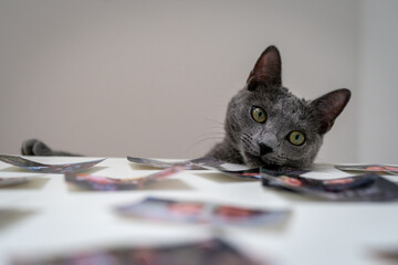 A cute russian blue cat