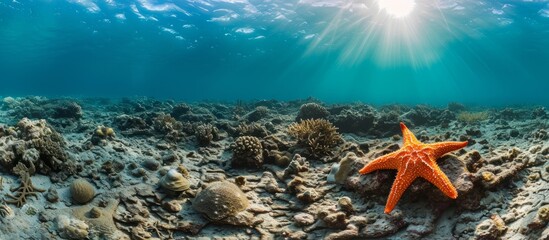 Wall Mural - Global warming and illegal dynamite fishing significantly harm coral reefs, leaving a lone starfish on a destroyed reef.