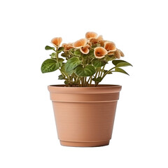 Wall Mural - PNG Format: Flower pot on transparent background.