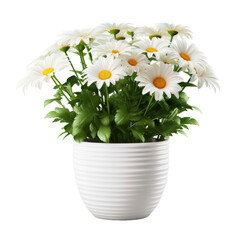 Wall Mural - PNG Format: Flower pot on transparent background.