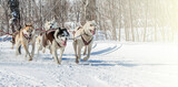 Fototapeta Psy - Traditional Kamchatka Dog Sledge Race Elizovsky sprint