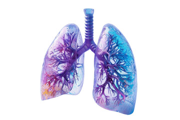 PNG Format: Human lung on transparent background.