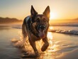 AI generated illustration of a beautiful german shepherd running around on a beach at sunset