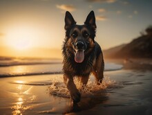 AI Generated Illustration Of A Beautiful German Shepherd Running Around On A Beach At Sunset