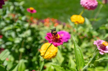 Poster - Bumblebee collecting nectar from a purple Zinnia in a garden