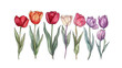 hand drawn Tulip flowers isolated