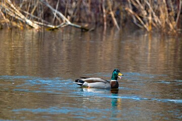 Poster - Mallard duck floating in a tranquil lake.