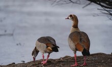 Two Egyptian Geese Perched Atop A Rocky Hillside Overlooking The Water.