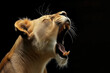 a lion roaring on back background