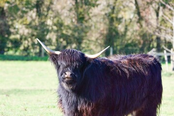 Canvas Print - Closeup of a majestic Highland cattle standing in a lush green field with a blurry background