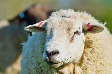 Canvas Print - Closeup of a Texel sheep standing in a field of green grass with a blurry background