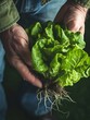 Farmer close-up holding and picking up green lettuce salad leaves with roots : Generative AI
