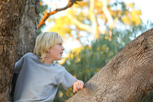 Blonde Boy Climbing Large Gum Tree