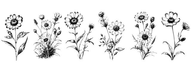 Wall Mural - Hand drawn sketch wildflowers set. Vector illustration of medical herbs and flowers