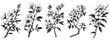 Hand Drawn Cherry Blossom Branches or Twigs Vector Set