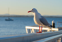 A Silver Seagull Sitting On The Railing Of A Coastal Jetty
