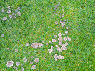 Fungal disease on a grass, bad lawn. Mushroom group in green grass