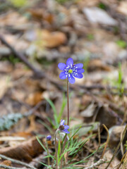 Wall Mural - picture with the first blue spring flowers in the wild