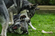 © Johnér - Aggressive dogs attacking each other in park