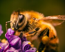 Macro Of A Honey Bee Perched On A Vibrant Purple Flower