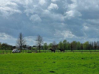 Poster - Two horses grazing on bright green grass in a sunny outdoor field