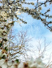 Poster - Low angle shot of the blossomed white flowers on the branches of a tree on the background of the sky